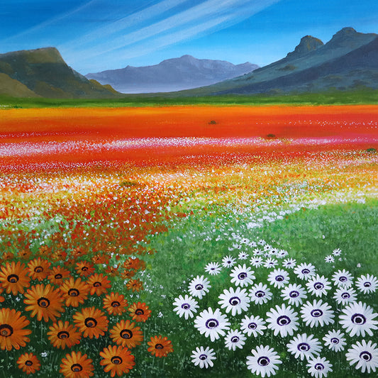 Namaqualand Wild Flowers
