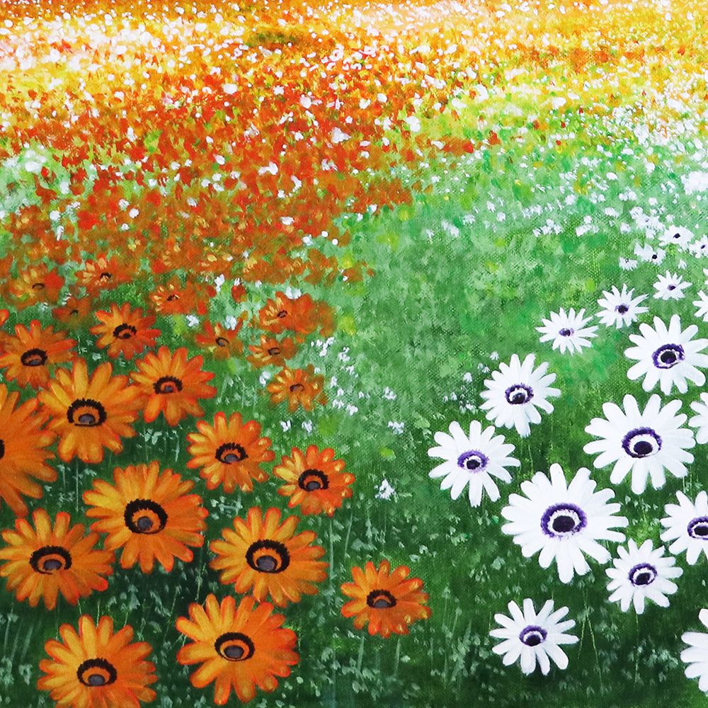 Namaqualand Wild Flowers