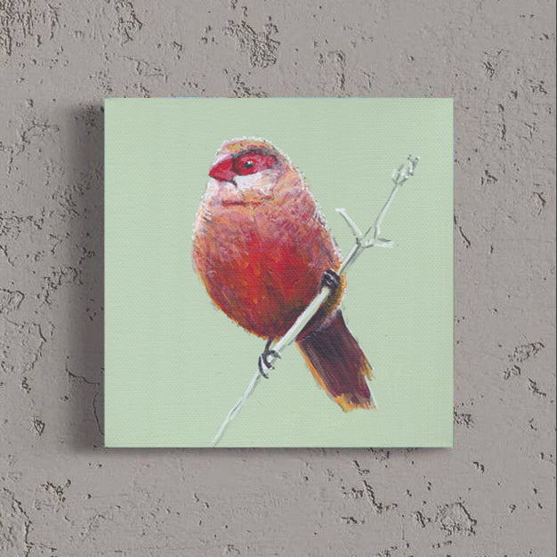 Waxbill